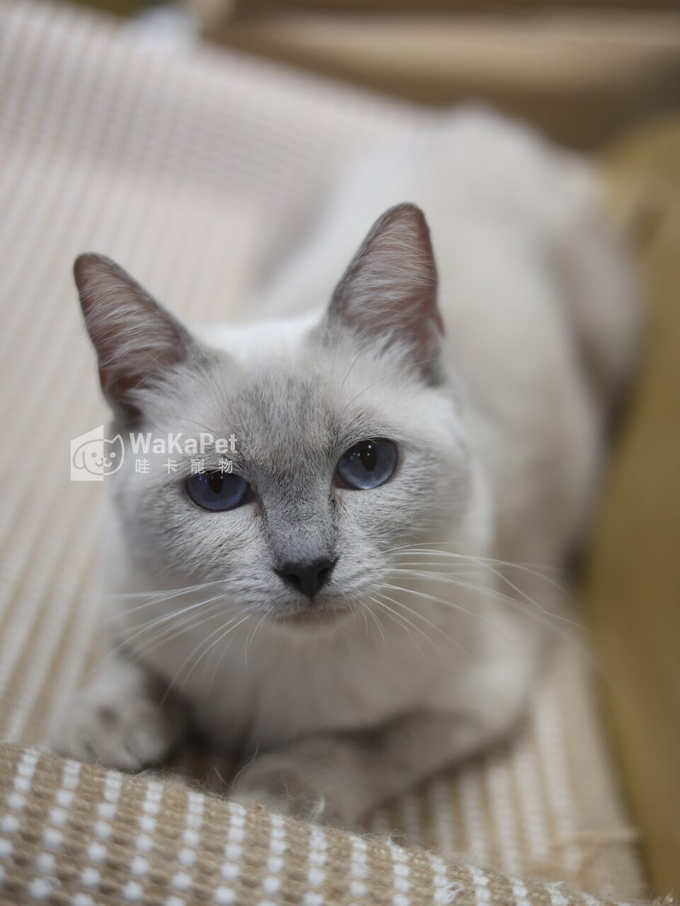 MEITU_20250814_182920983 《有價領養》藍重點色+母貓:圖片 1