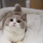 紫丁加白+妹妹No.754