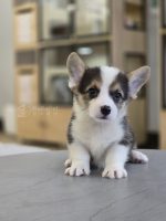 柯基妹妹No.331：圖片 3