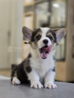 柯基妹妹No.331：圖片 2