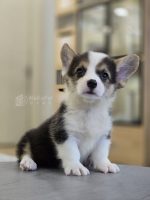 柯基妹妹No.331：圖片 4