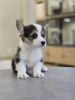 柯基妹妹No.331：圖片 6