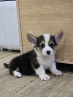 柯基妹妹No.331：圖片 5