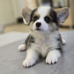 《已有家長》柯基弟弟No.330