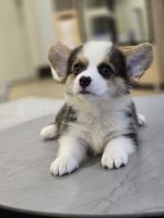 《已有家長》柯基弟弟No.330