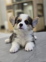 《已有家長》柯基弟弟No.330：圖片 3