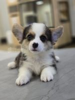 《已有家長》柯基弟弟No.330：圖片 2