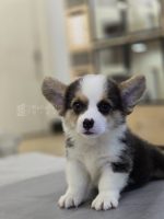 《已有家長》柯基弟弟No.330：圖片 4