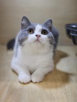 藍白英短+妹妹No.711