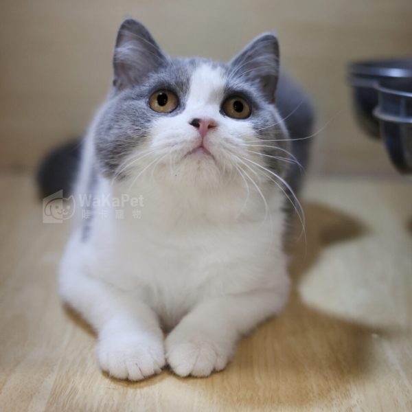 藍白英短+妹妹No.711