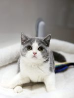 藍白英短妹妹No.249：圖片 2