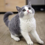 藍白英短妹妹No.249