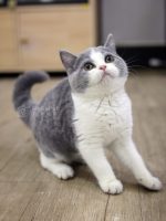 藍白英短妹妹No.249