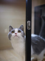 藍白英短+妹妹No.711：圖片 2