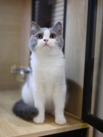 藍白英短+妹妹No.711：圖片 3