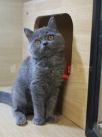 藍英短+妹妹No.231：圖片 2