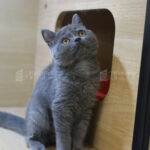 藍英短+妹妹No.231