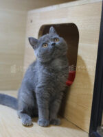 藍英短+妹妹No.231