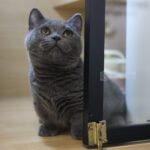 藍曼赤肯+弟弟No753