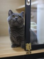 藍曼赤肯+弟弟No753