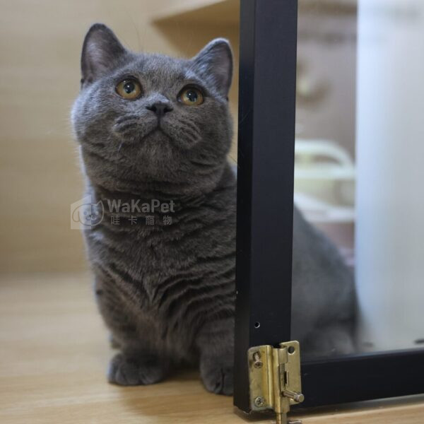 藍曼赤肯+弟弟No753