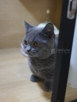 藍曼赤肯+弟弟No753：圖片 6