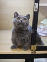 藍曼赤肯+弟弟No753：圖片 5