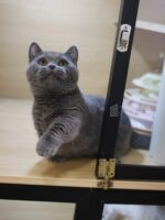 藍曼赤肯+弟弟No753：圖片 4