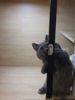 藍曼赤肯+弟弟No753：圖片 3