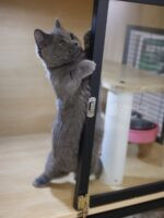 藍曼赤肯+弟弟No753：圖片 2