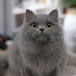 藍英國長毛+妹妹No.232