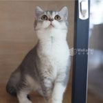 藍金漸層加白英國短毛貓(妹妹) No.233 - 台中合法貓舍 WakaPet