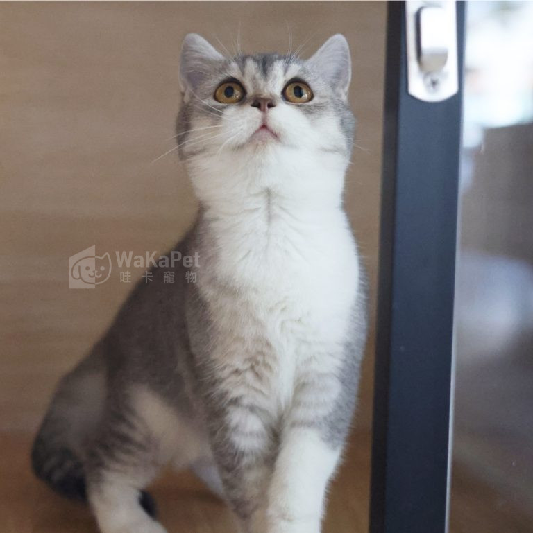 藍金漸層加白英國短毛貓(妹妹) No.233 - 台中合法貓舍 WakaPet