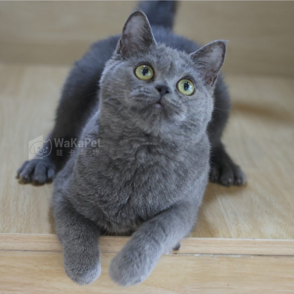 藍色英國短毛貓(弟弟) No.303 - 台中合法貓舍 WakaPet