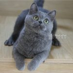 藍色英國短毛貓(弟弟) No.303 - 台中合法貓舍 WakaPet