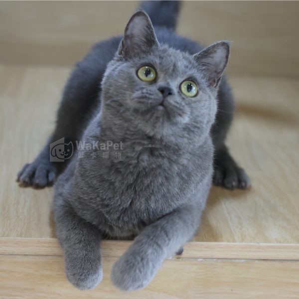 藍色英國短毛貓(弟弟) No.303 - 台中合法貓舍 WakaPet