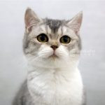 藍金漸層加白英國短毛貓(妹妹) No.233 - 台中合法貓舍 WakaPet