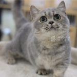 《已有家長》藍金漸層曼赤肯+妹妹 No.671：圖片 5