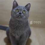 藍色英國短毛貓(弟弟) No.303 - 台中合法貓舍 WakaPet