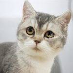 藍金漸層加白英國短毛貓(妹妹) No.233 - 台中合法貓舍 WakaPet