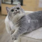 《已有家長》藍金漸層曼赤肯+妹妹 No.671：圖片 4