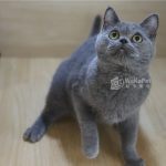 藍色英國短毛貓(弟弟) No.303 - 台中合法貓舍 WakaPet