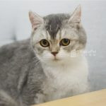 藍金漸層加白英國短毛貓(妹妹) No.233 - 台中合法貓舍 WakaPet