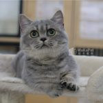 《已有家長》藍金漸層曼赤肯+妹妹 No.671：圖片 3