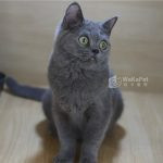 藍色英國短毛貓(弟弟) No.303 - 台中合法貓舍 WakaPet