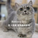 《已有家長》藍金漸層曼赤肯+妹妹 No.671：圖片 2