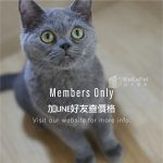 藍色英國短毛貓(弟弟) No.303 - 台中合法貓舍 WakaPet