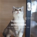 藍金漸層加白英國短毛貓(妹妹) No.233 - 台中合法貓舍 WakaPet