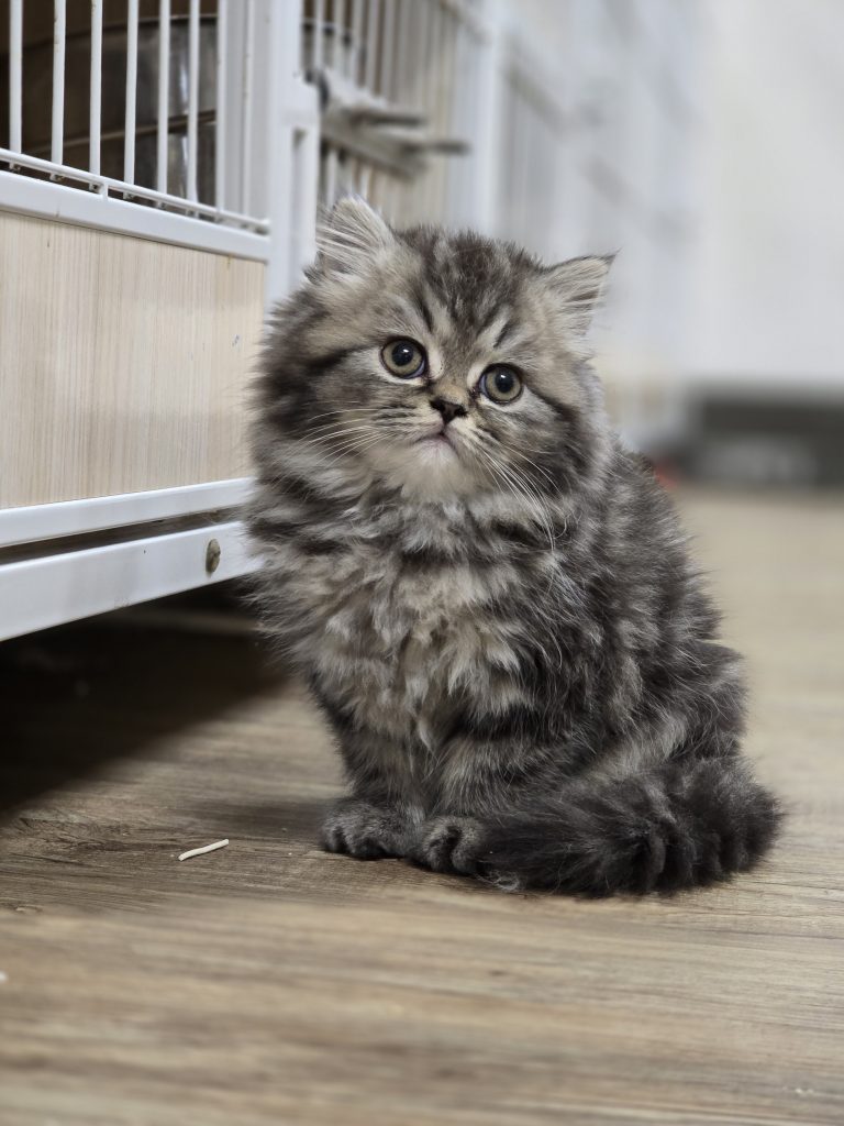 棕虎斑英國長毛貓(弟弟) No.312 - 台中合法貓舍 WakaPet