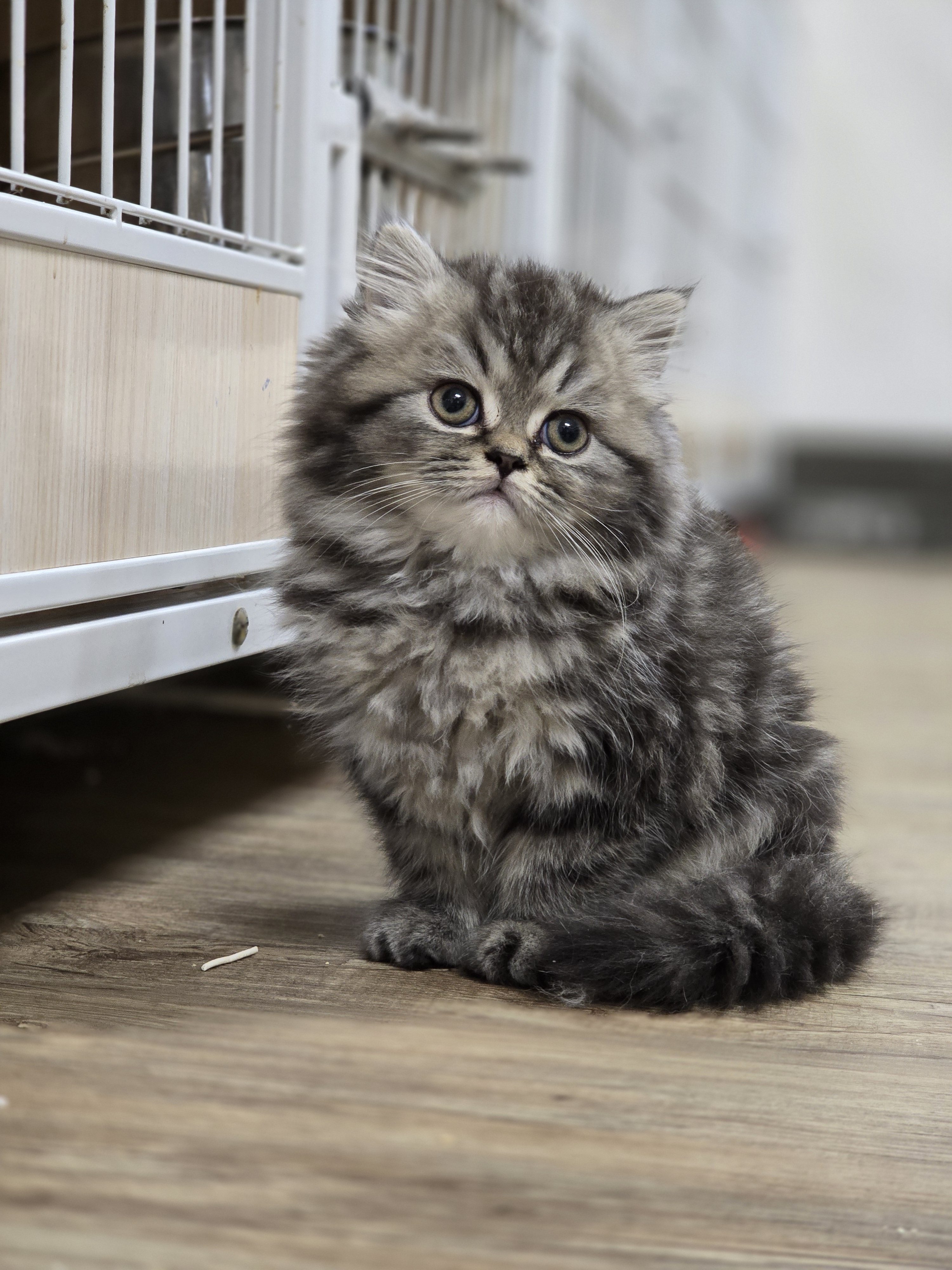 棕虎斑英長 No.312|台中貓舍 WakaPet 哇卡寵物 棕虎斑英國長毛貓(弟弟) No.312 - 台中合法貓舍 WakaPet